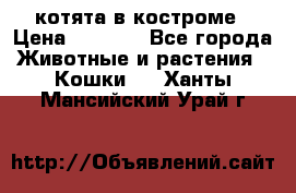 котята в костроме › Цена ­ 2 000 - Все города Животные и растения » Кошки   . Ханты-Мансийский,Урай г.